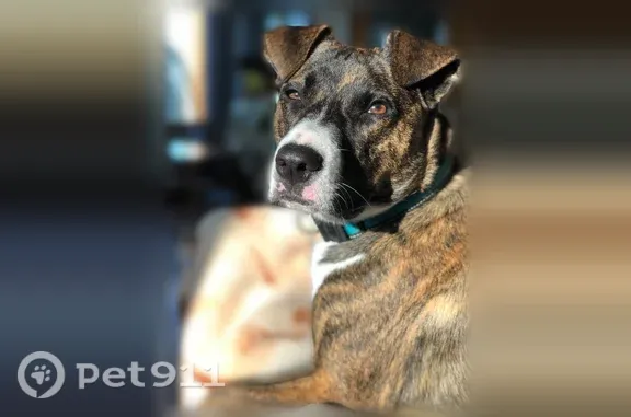 Missing dog Female, Tempe (usl547446) - photo