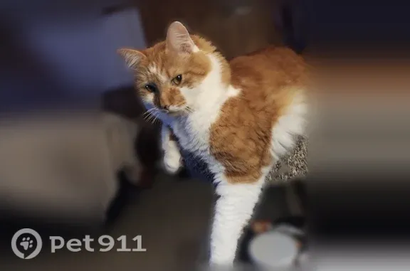 Missing cat Male, Simsbury Cen...