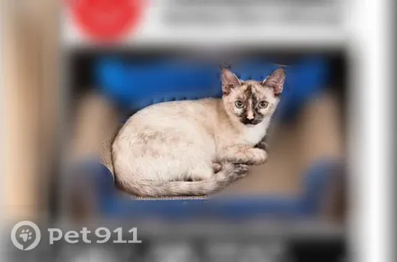 Missing cat Female, Lancaster...