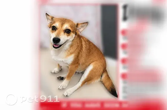 Missing dog Female, Edinburg (usl547449) - photo