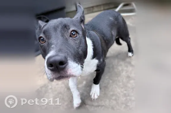 Found dog Arlington, photo: Found dog Female, Arlington (usf547450)