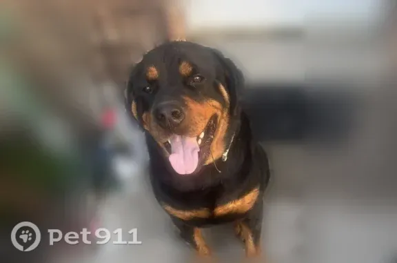 Missing dog Kearns, photo: Missing dog Male, Kearns (usl547452)
