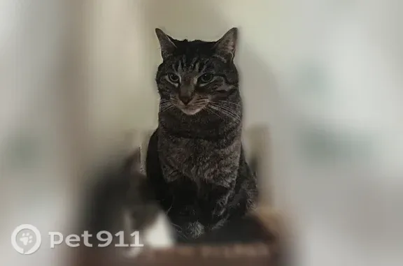 Missing cat Male, Arlington (u...