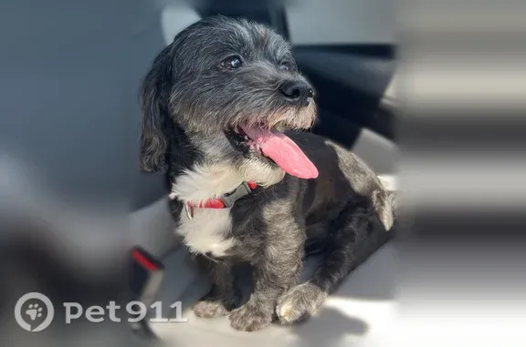 Found pets Phoenix, photo: Found dog, West Minton Avenue, 7622, Phoenix — small male dog in a red collar