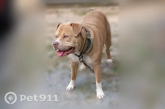 Missing dog Molino, photo: Lost dog, male, Molino Road, 601, Molino, Molino — light brown with white socks