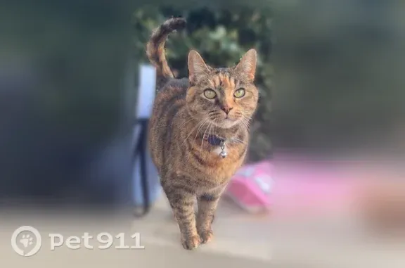 Lost female cat, Langston Aven...