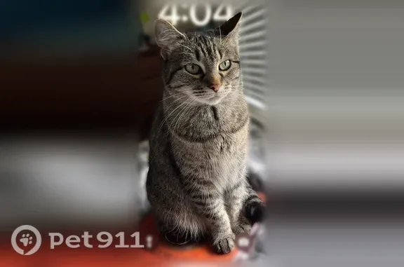 Lost and found pets USA, photo: Lost cat, Macarthur Boulevard, 6204, Bethesda — short grey/brown tabby female