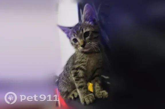 Lost male cat, Maple Court, 58...