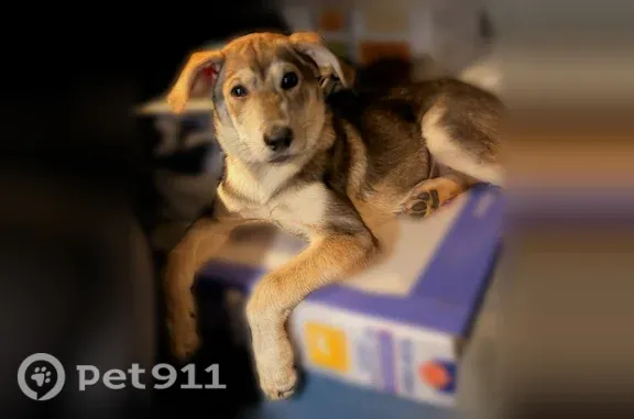 Lost dog, South Sycamore Street, 70, Mount Sterling — female, answers to Wave or Waverly - photo