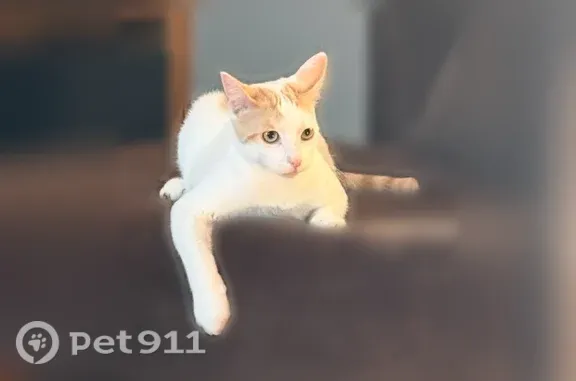 Lost pets Shawnee, photo: Lost male cat, West 51st Street, 12022, Shawnee, Shawnee — white coat with orange spots