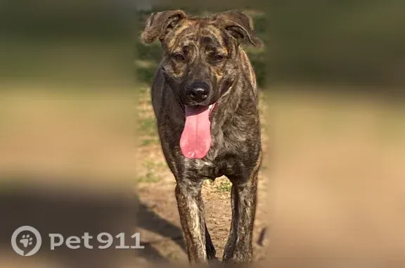 Lost and found pets USA, photo: Lost dog, female, Dominion Drive, 17617, Olney, Olney — no collar