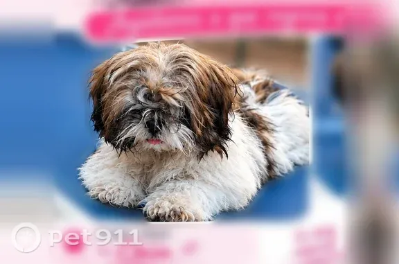 Missing dog Irving, photo: Lost dog, Irving, Texas, Irving — white with gray spots