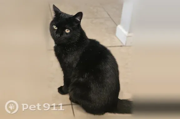 Lost male cat, Andrew Avenue,...