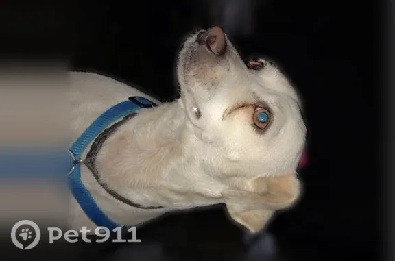 Missing dog San Jose, photo: Lost dog, Pittsburg, California, San Jose — male dog