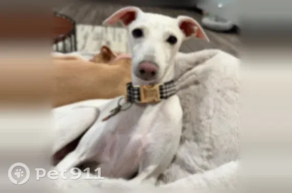 Lost male dog, Connery Way, 3502 A, Missoula — white Italian Greyhound - photo