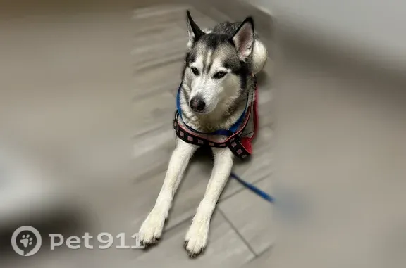 Lost dog, West Palmer Street, 966, Compton — grey-and-white 9-year-old Husky - photo