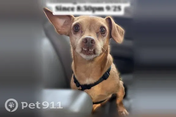 Lost dog, male, Southwest Lander Street, 5348, Seattle — 7 1/2 years old, 13 pounds - photo