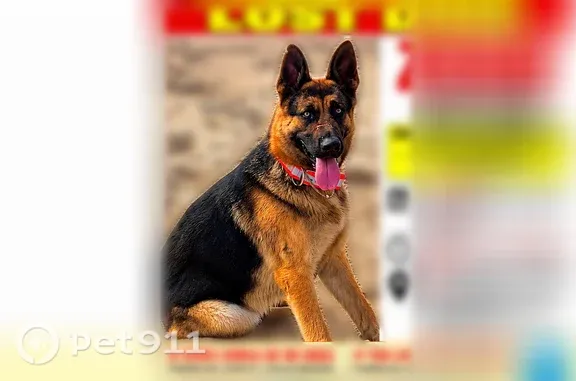 Lost dog, San Nicolas Circle, 108, Port Hueneme — male with a mark on his right ear - photo