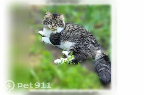 Lost cat, West Luce Road, 44, Battle Creek — friendly, long-haired male - photo