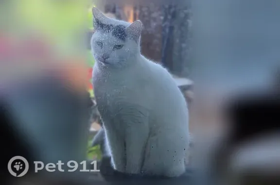 Found cat Billings, photo: Found cat, Stewart Park Road, Billings — white with a black tail