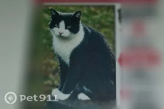 Missing cat Male, Jacksonville (usl547496) - photo