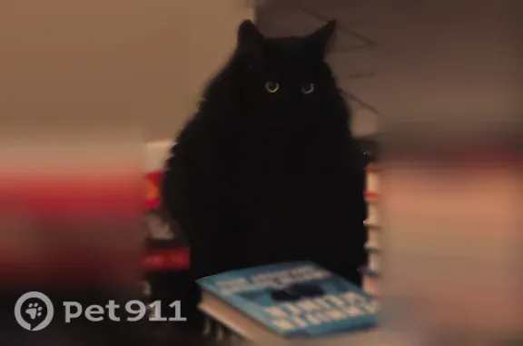 Large cat - about 20 to 25 lbs. Fluffy black fur that shines brown in the sunlight. Round green eyes. Very vocal - meows and yowls loud when asking for food at home. He is very skittish around new people - most likely hiding. Extremely fluffy coat that does shed.