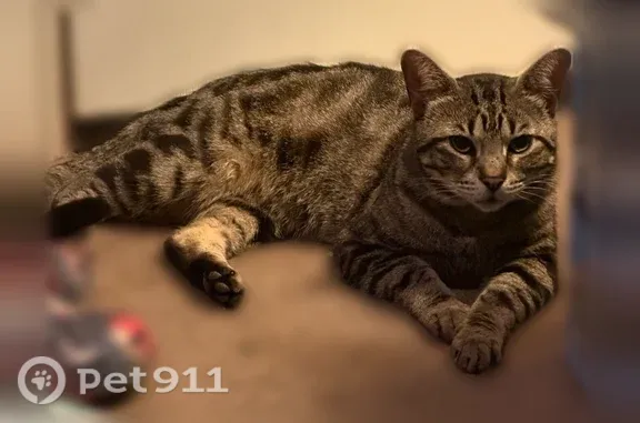 Missing cat Male, Houston (usl547498) - photo