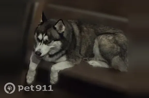 Missing dog Female, Williamston (usl547504) - photo