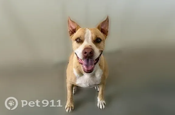 Missing dog Male, Arlington (usl547503) - photo