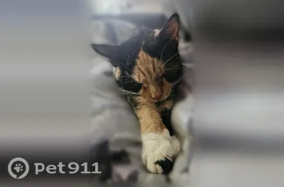 Missing cat Female, Lyons (usl547507) - photo
