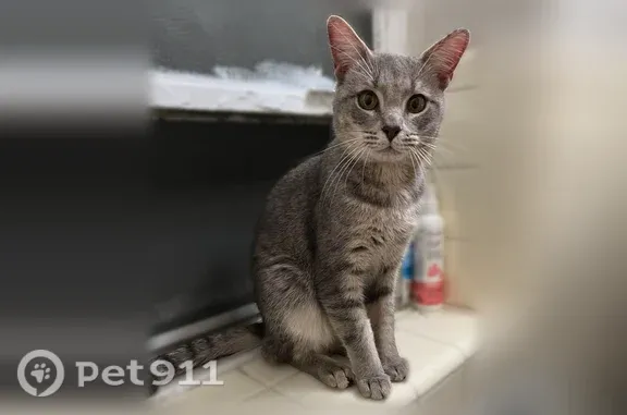 Found pets Shaker Heights, photo: Cat found Male, Shaker Heights (usf547516)