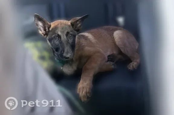 Missing dog Female, Detroit (usl547519) - photo