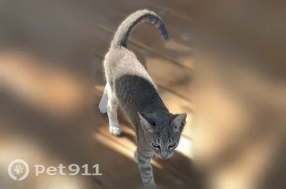 Lost pets San Antonio, photo: Missing cat Male, San Antonio (usl547520)