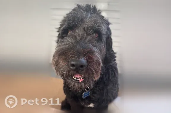 Gentle sweet dog about 80 pounds last seen morning of 9/26. White patch on her chest.