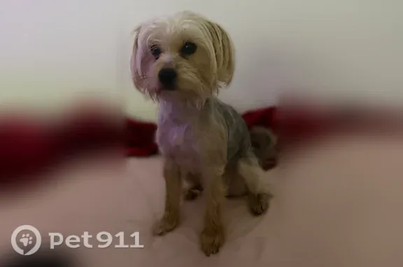 Missing dog Female, Queens (usl547527) - photo