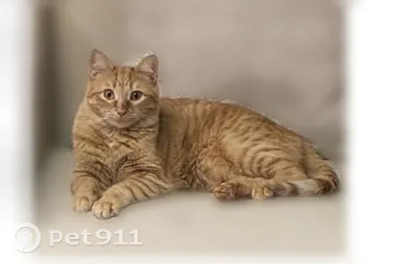 Missing cat Female, Pawtucket (usl547529) - photo