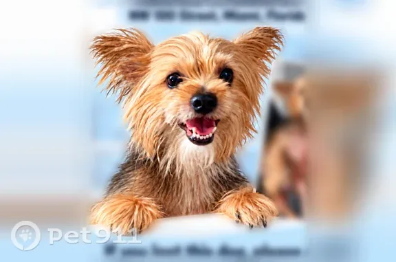 Found pets Miami, photo: Found dog Female, Miami (usf547530)