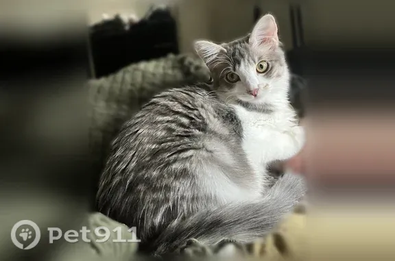 Missing cat Female, Tucson (usl547531) - photo