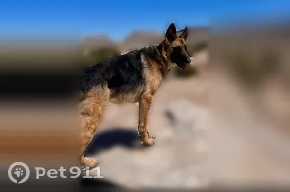 Missing dog Female, Fruitvale (usl547537) - photo