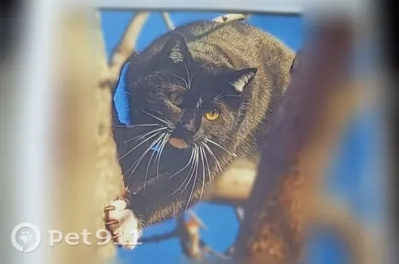Missing cat Female, Colorado Springs (usl547535) - photo