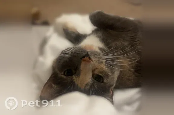 Missing cat Female, El Paso (usl547536) - photo