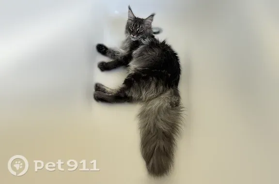 Missing cat Female, Los Angeles (usl547534) - photo