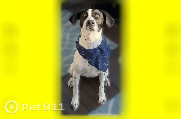 Missing dog Philadelphia, photo: Missing dog Female, Philadelphia (usl547538)