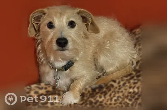 Missing dog Male, Weldon (usl547539) - photo
