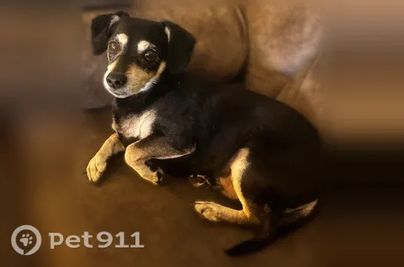 Missing dog Male, Euless (usl547540) - photo