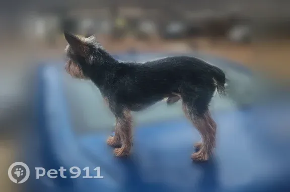 Missing dog Male, Huntsville (usl547542) - photo