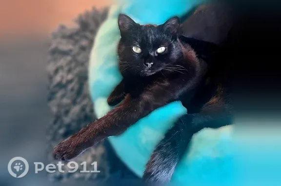 Missing cat Missoula, photo: Missing cat Female, Missoula (usl547541)