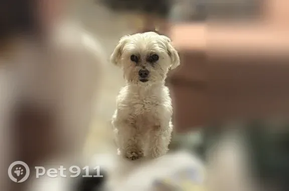 Missing dog Female, North Little Rock (usl547543) - photo