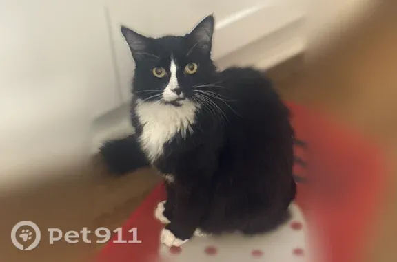Missing cat Male, Little Rock (usl547546) - photo