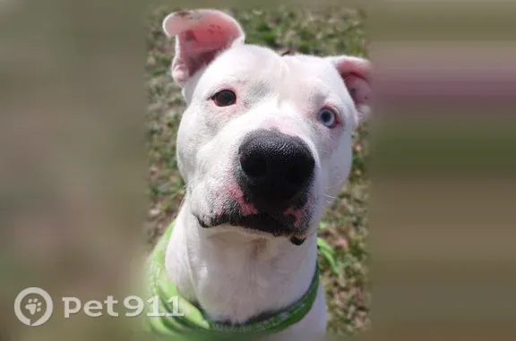 Missing dog Male, Muskegon Heights (usl547549) - photo